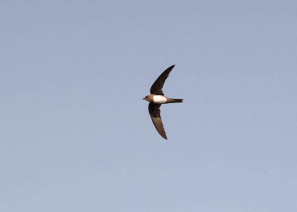 Alpine Swift - ML638276842