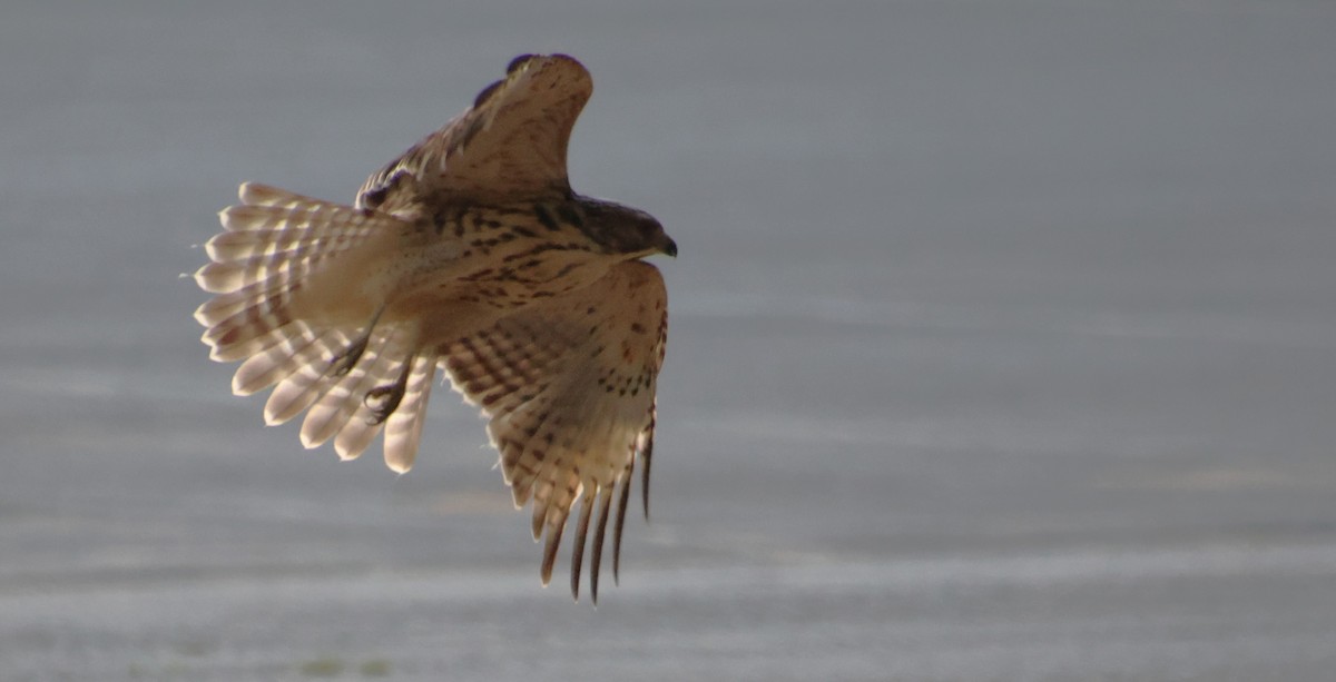 Red-shouldered Hawk - ML638276845