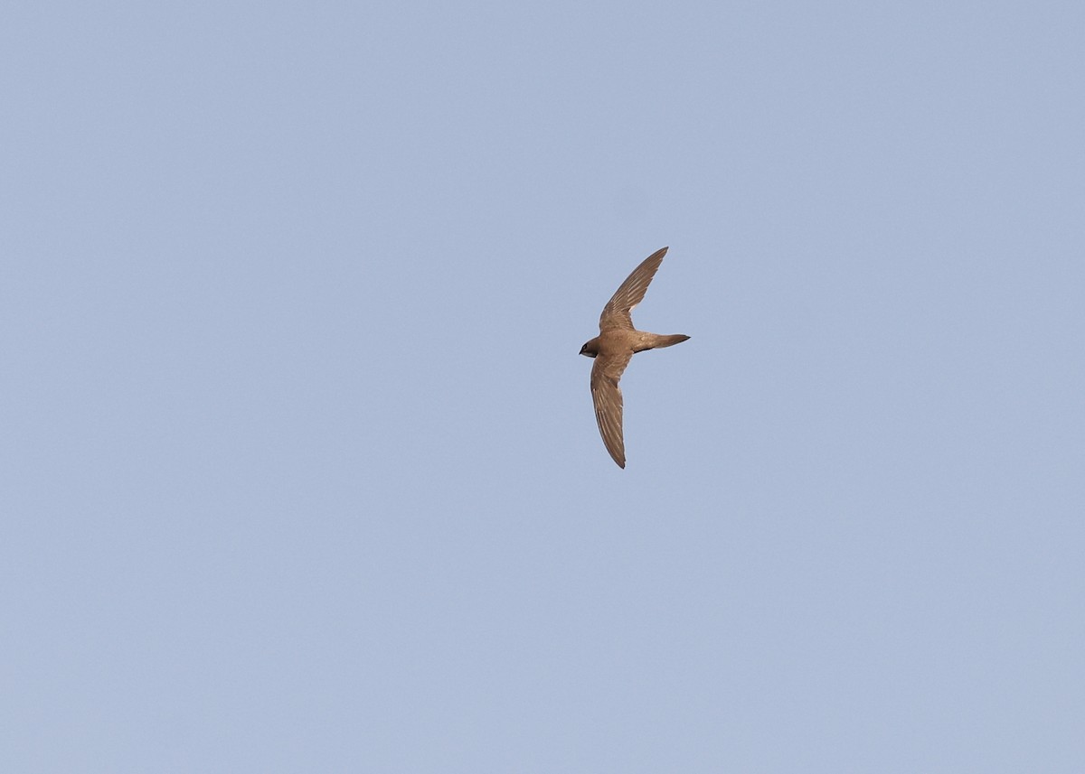 Alpine Swift - ML638276846