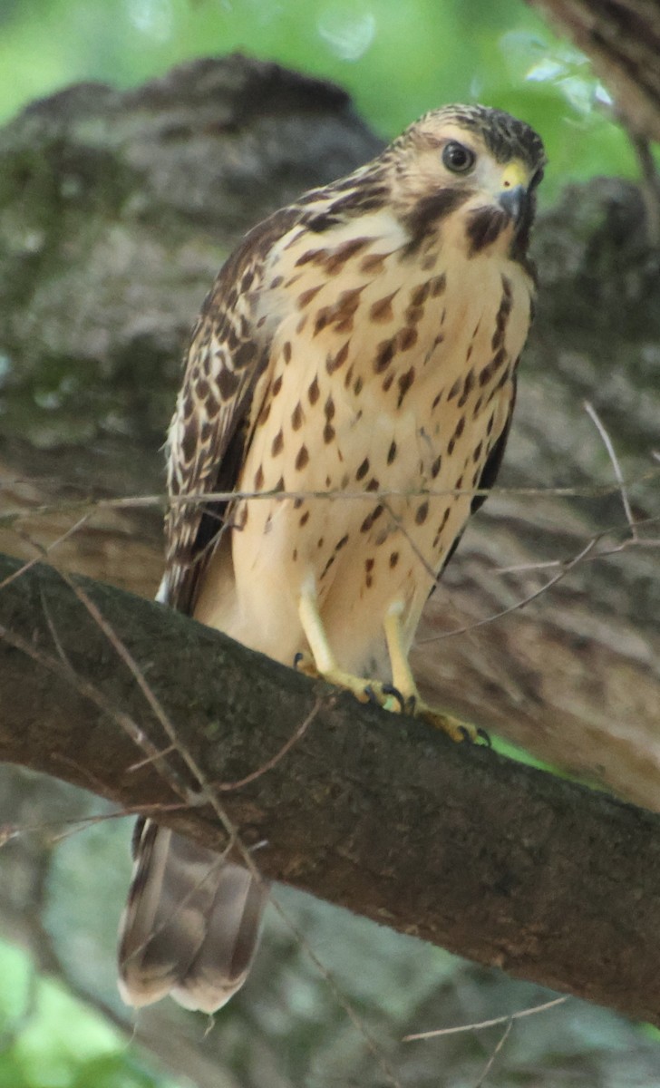 Red-shouldered Hawk - ML638276847