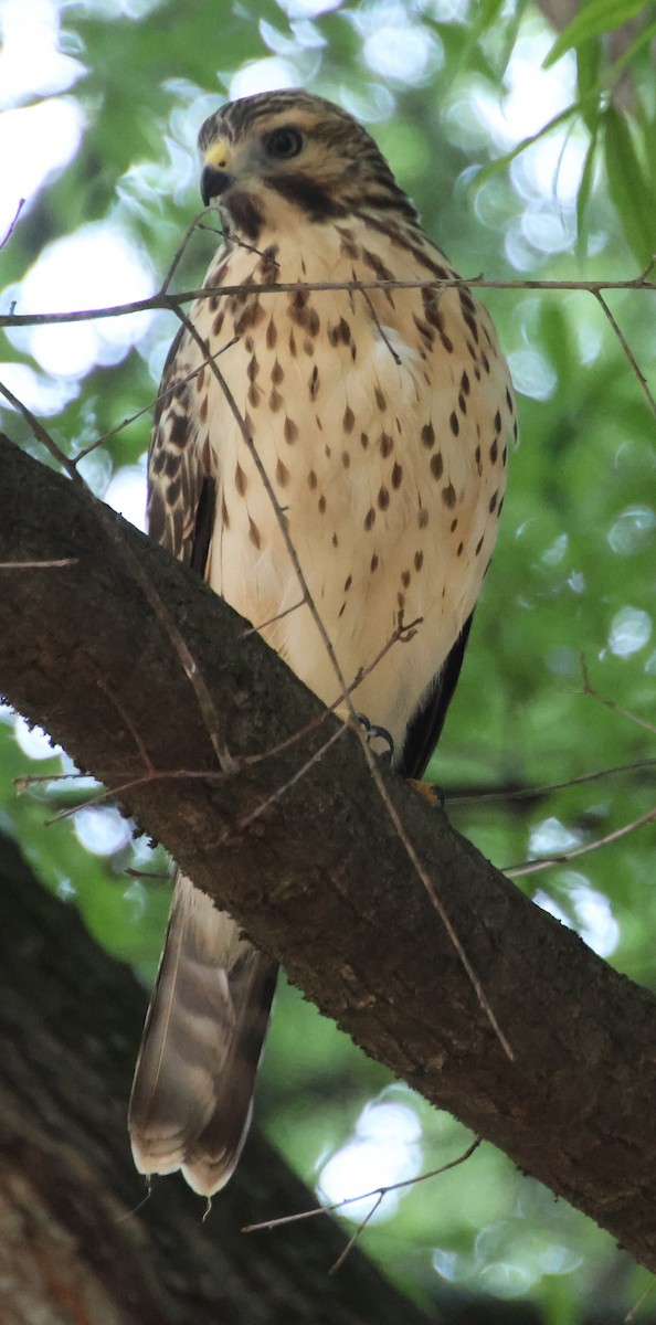 Red-shouldered Hawk - ML638276849