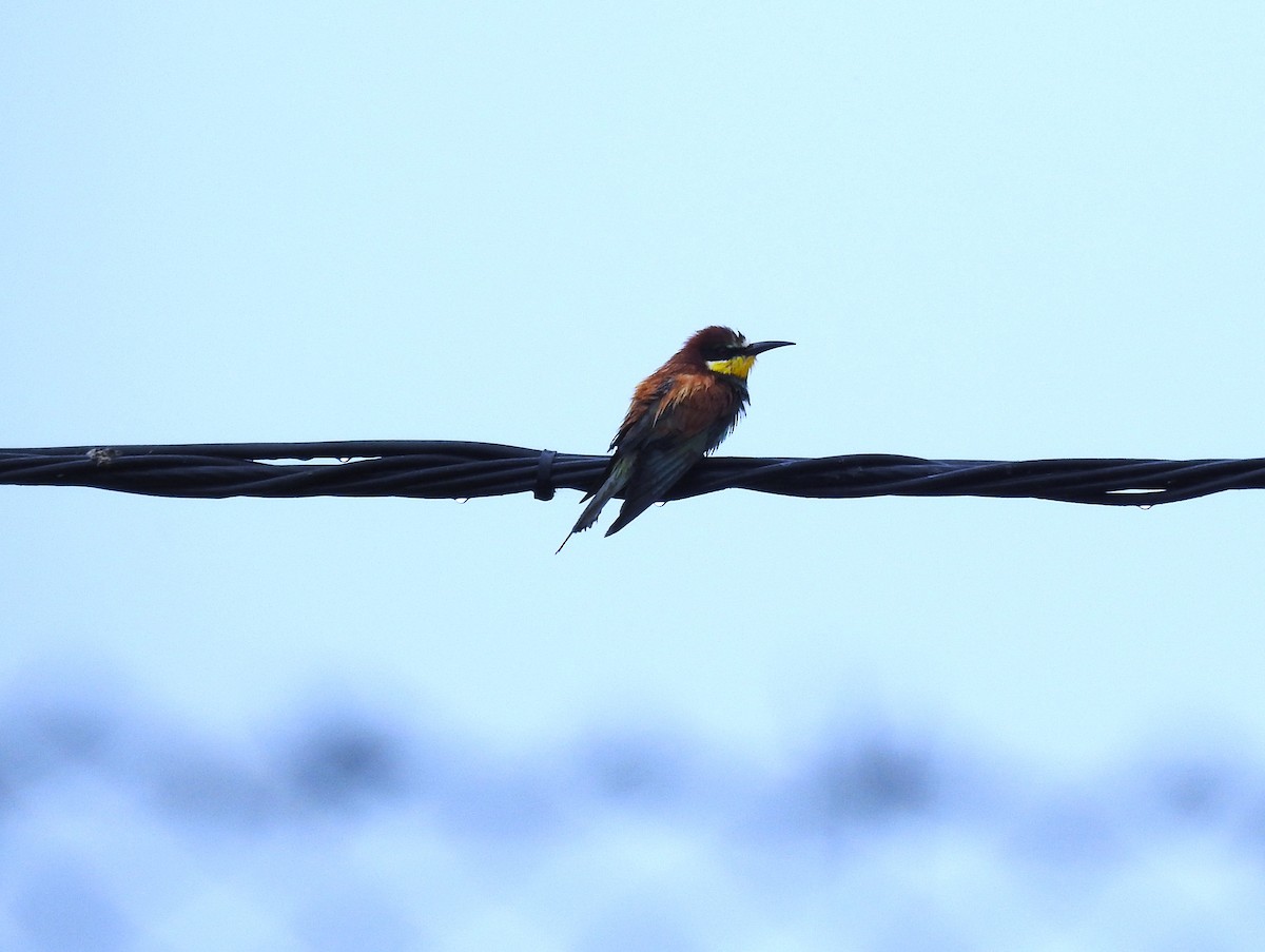 European Bee-eater - ML638276860