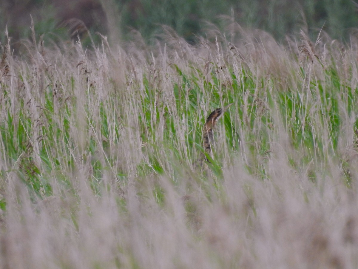 Eurasian Bittern - ML638276867