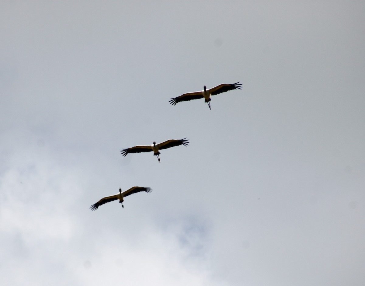 Wood Stork - ML638276872