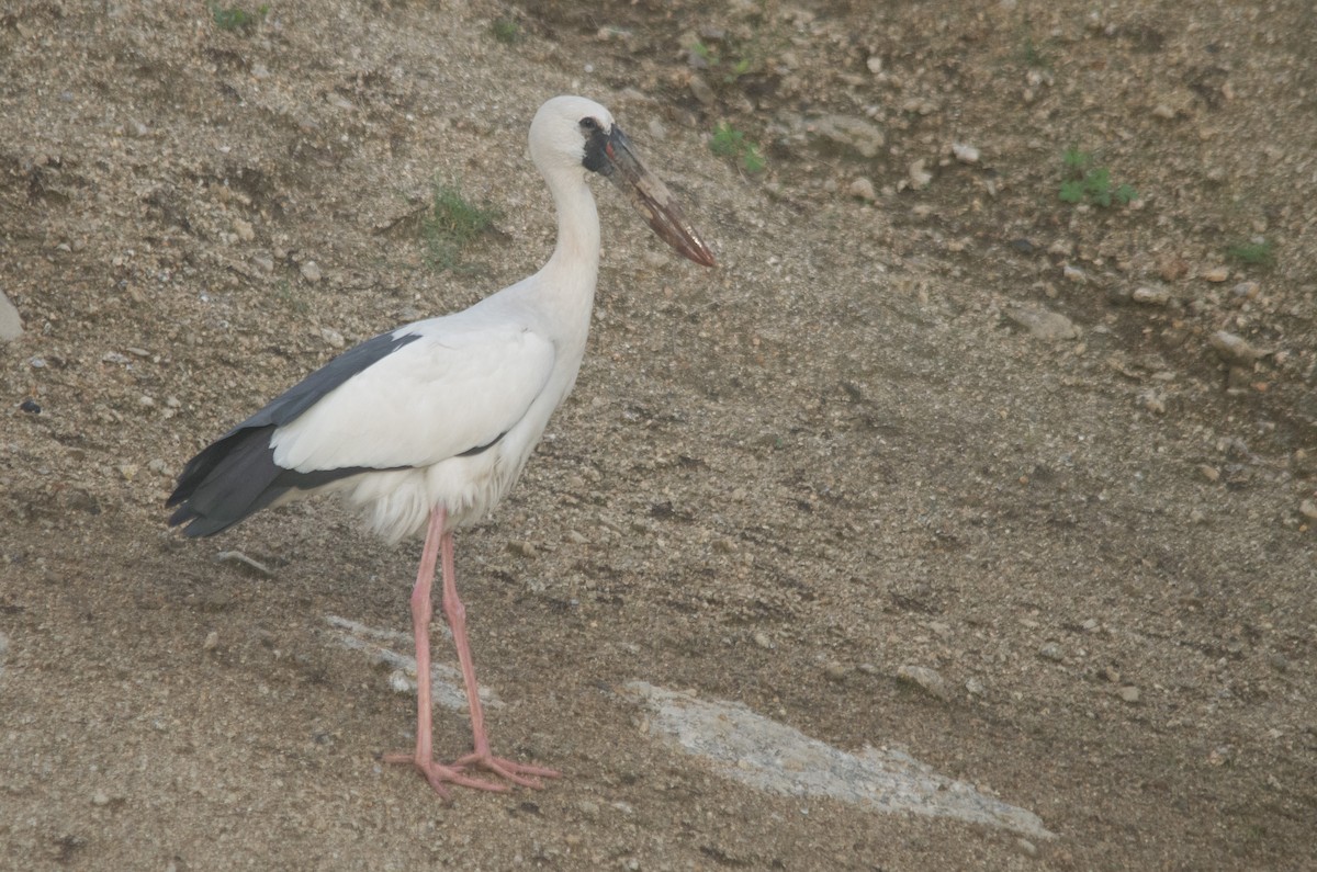 Asian Openbill - ML638276876