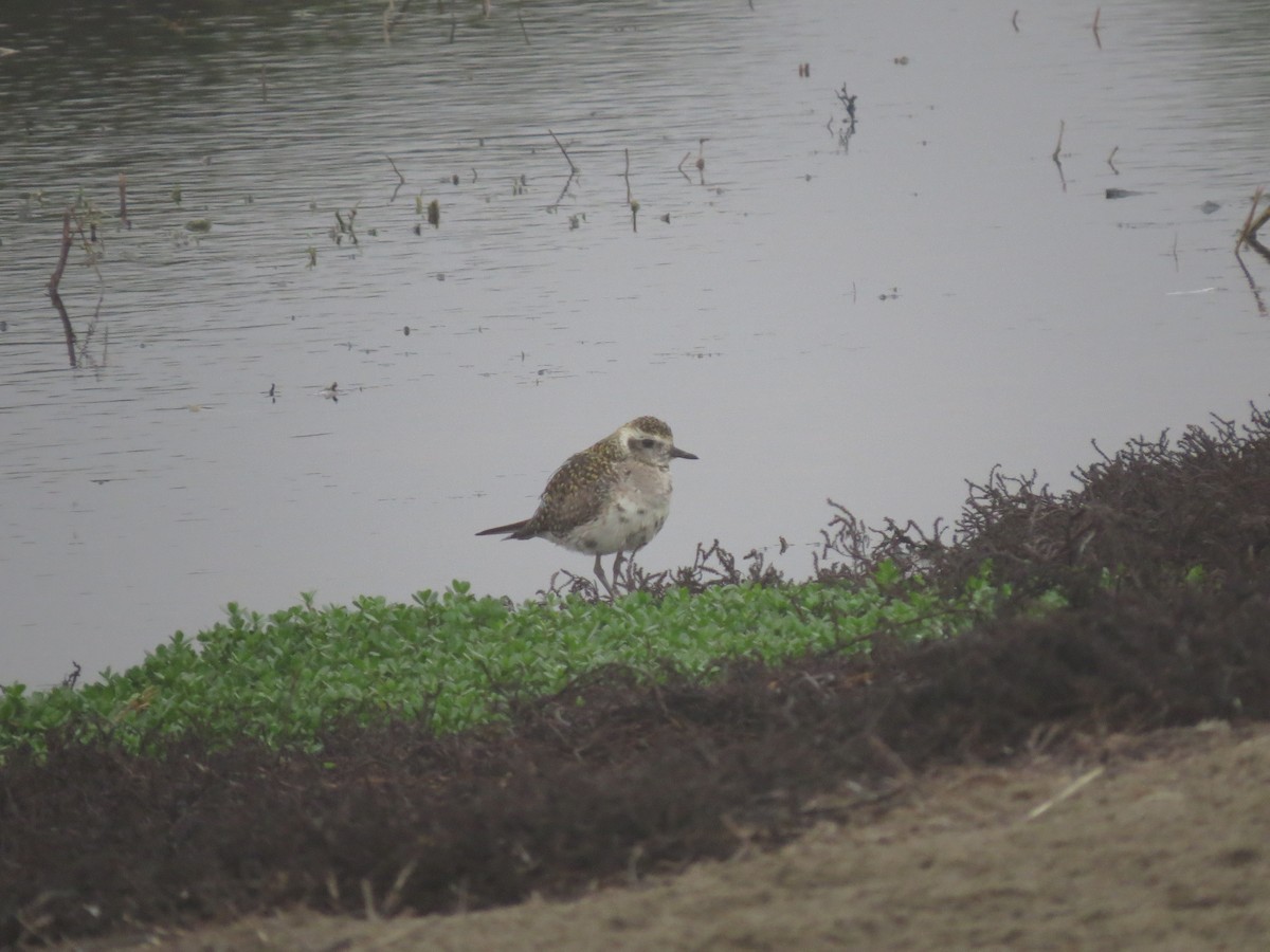 American Golden-Plover - ML638276877