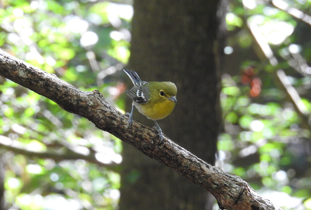Sarı Gerdanlı Vireo - ML638276879