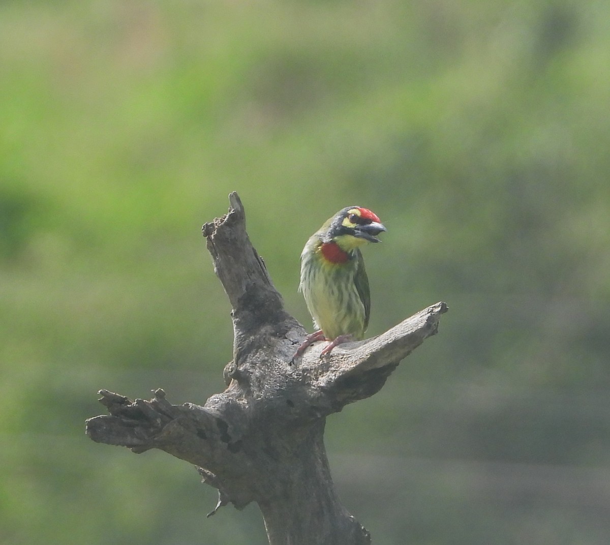 Coppersmith Barbet - ML638276881