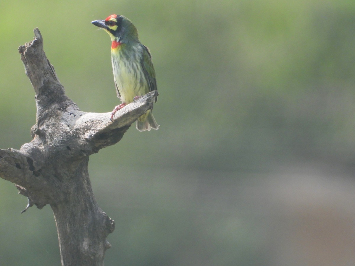 Coppersmith Barbet - ML638276883
