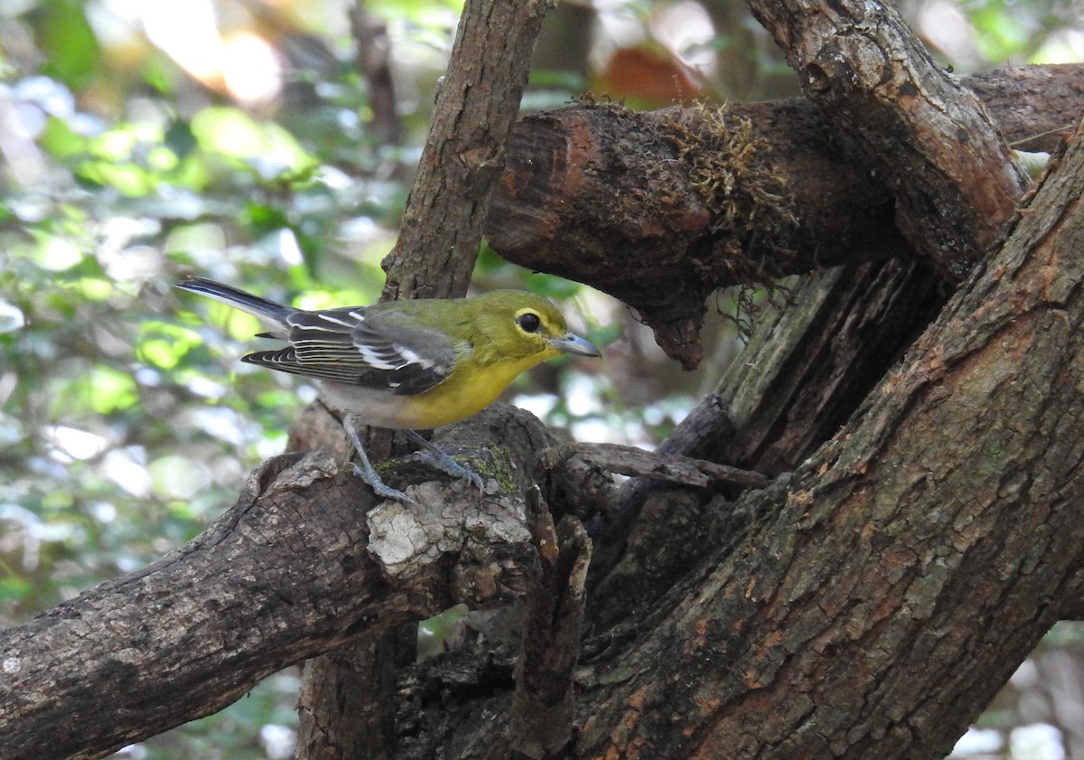 Sarı Gerdanlı Vireo - ML638276899