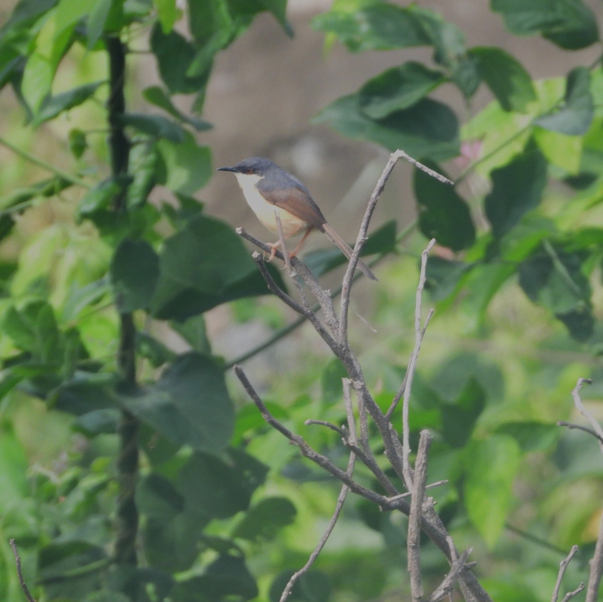 Ashy Prinia - ML638276900