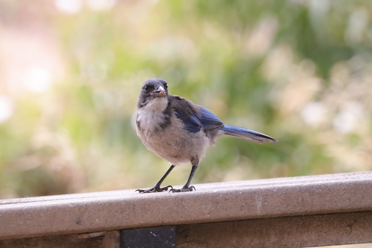Island Scrub-Jay - ML638276923
