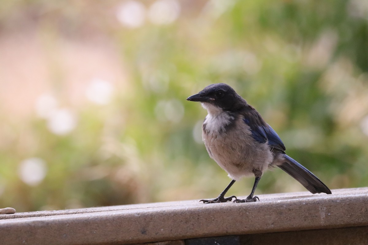 Island Scrub-Jay - ML638276924