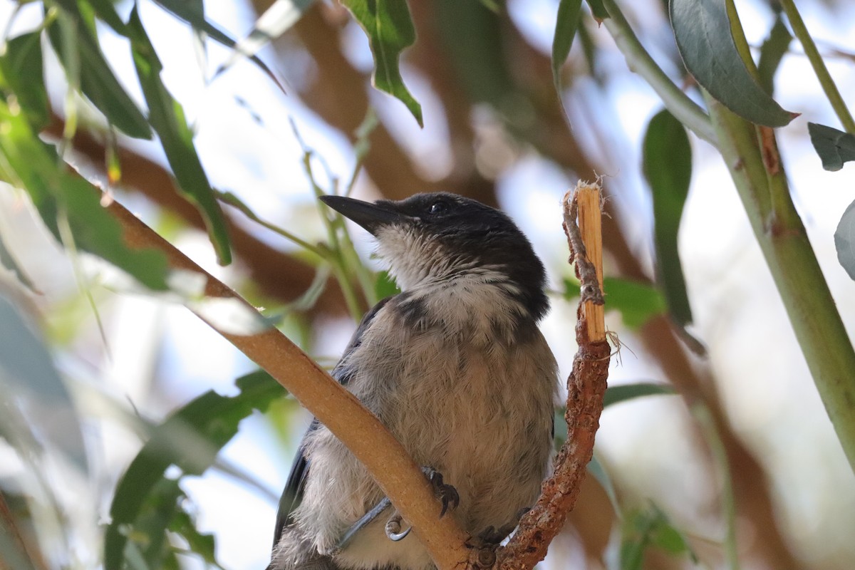 Island Scrub-Jay - ML638276925