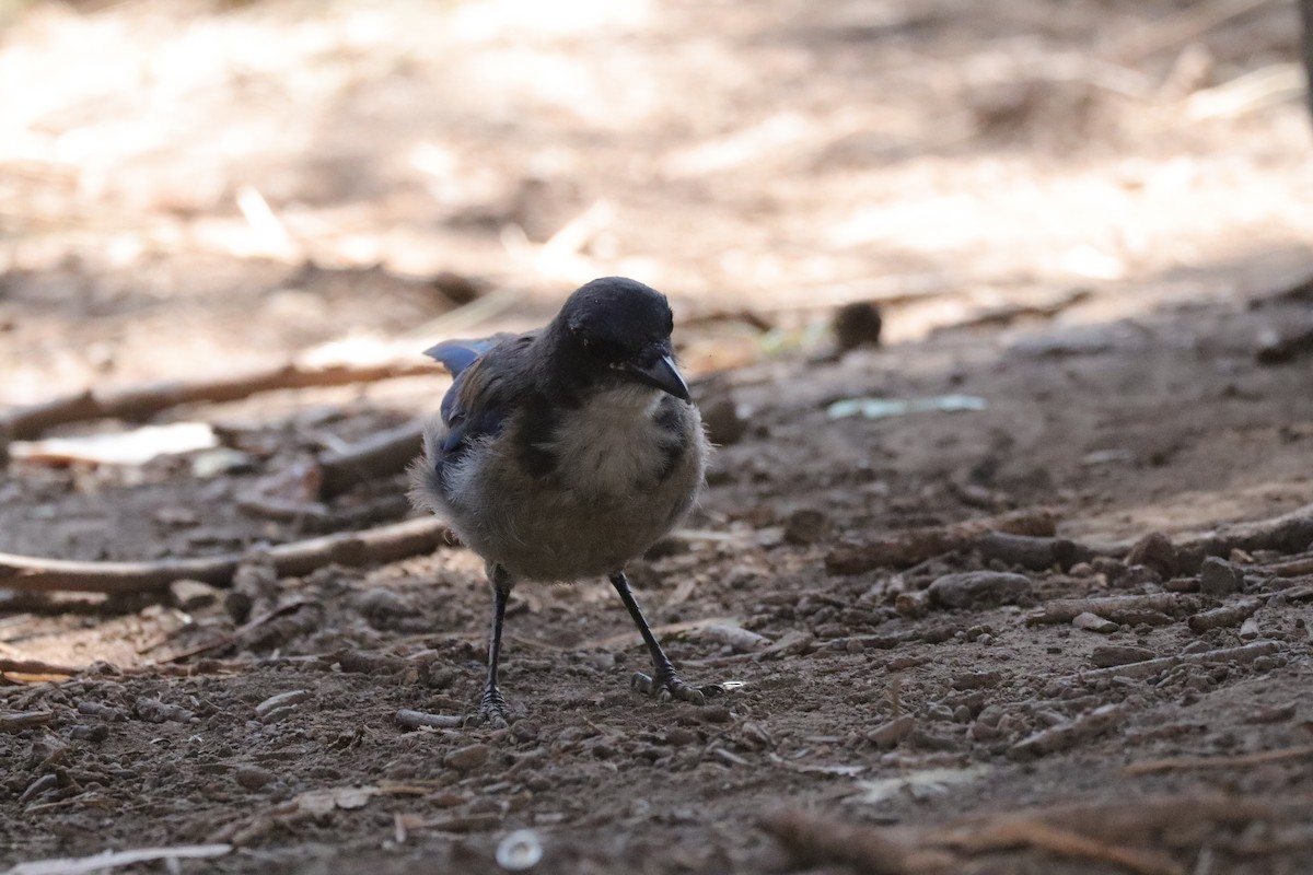 Island Scrub-Jay - ML638276926