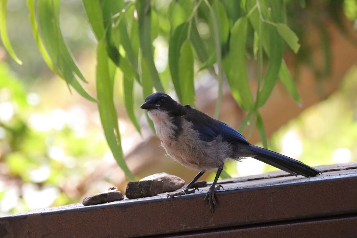 Island Scrub-Jay - ML638276927