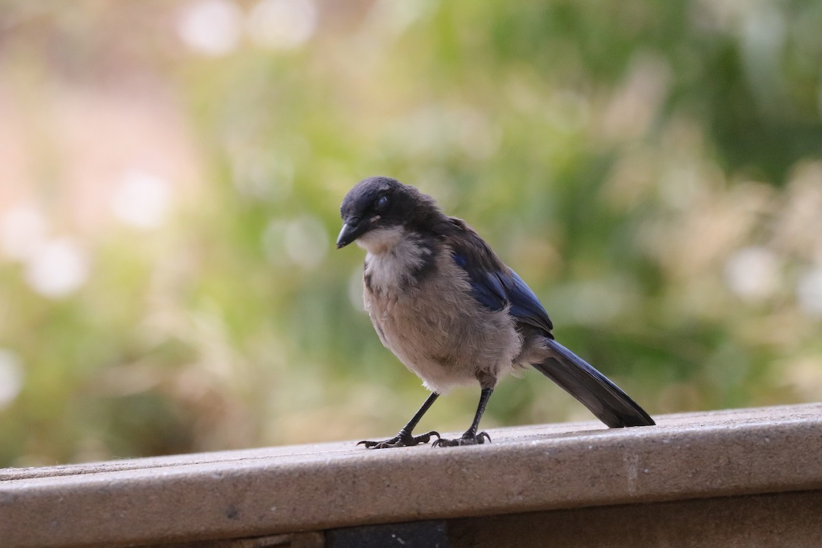 Island Scrub-Jay - ML638276928