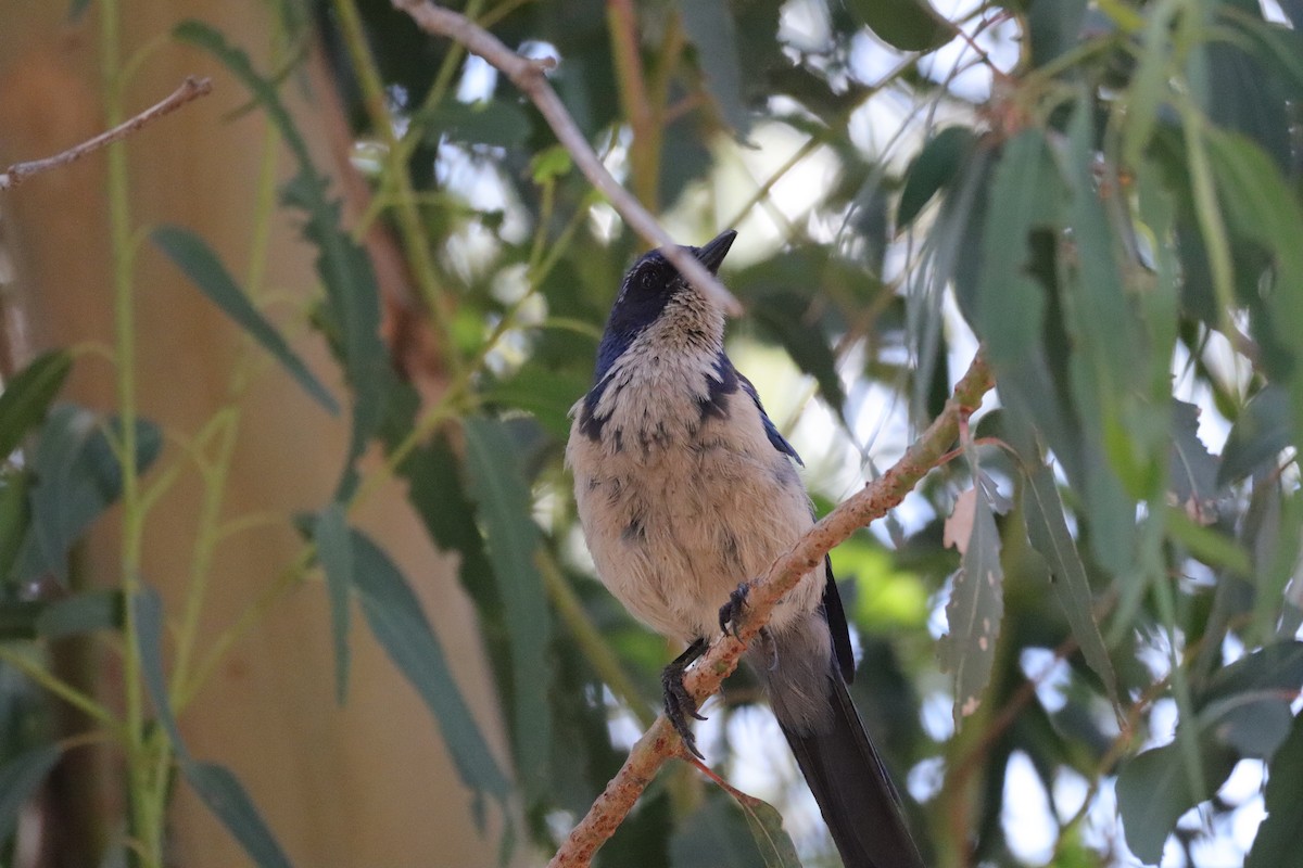 Island Scrub-Jay - ML638276930