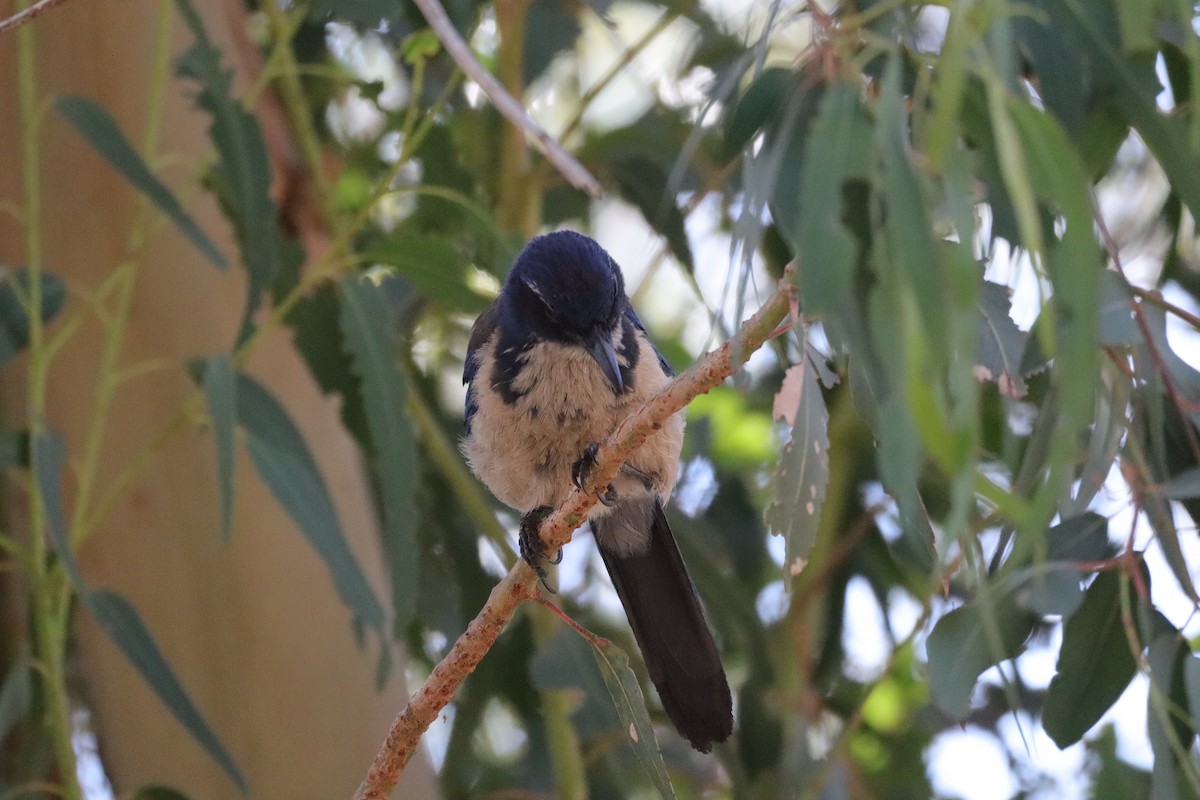 Island Scrub-Jay - ML638276932
