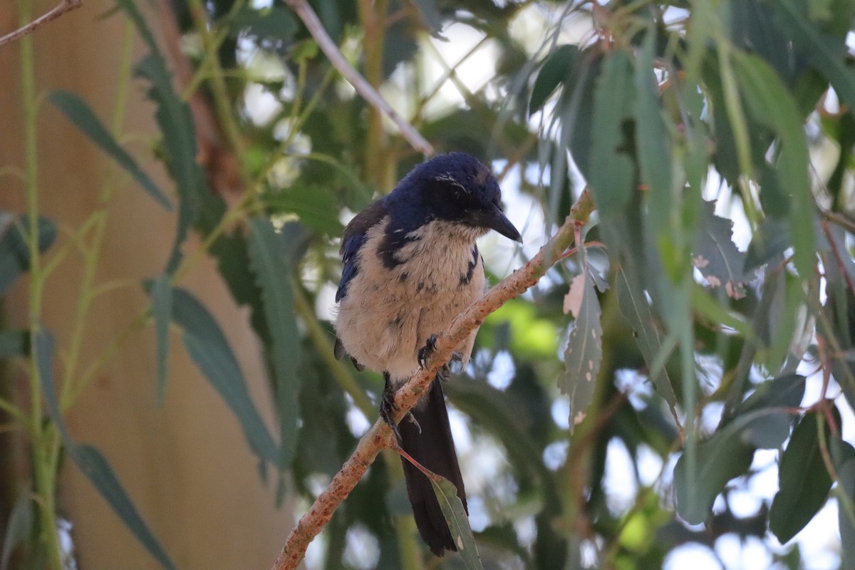 Island Scrub-Jay - ML638276933