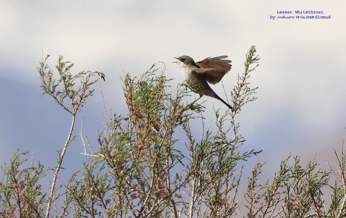 Lesser Whitethroat (Desert) - ML638276934