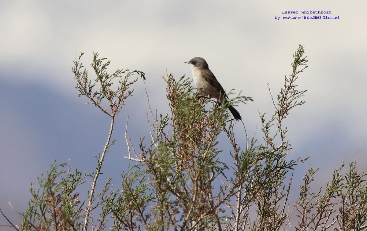 Lesser Whitethroat (Desert) - ML638276935