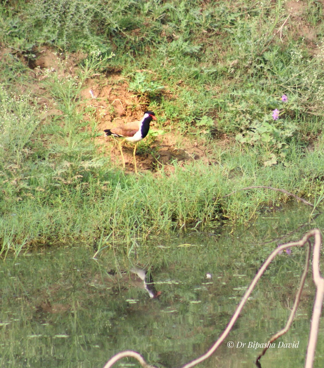 Red-wattled Lapwing - ML638276940