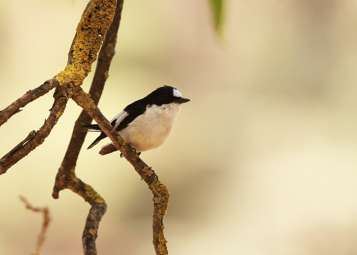 Atlas Flycatcher - ML638276944