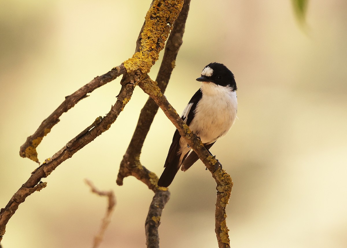 Atlas Flycatcher - ML638276945