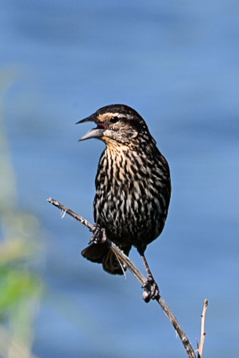 Red-winged Blackbird - ML638276947