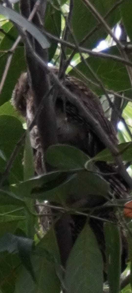 Indian Scops-Owl - ML638276953