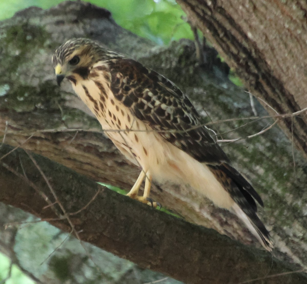 Red-shouldered Hawk - ML638276956