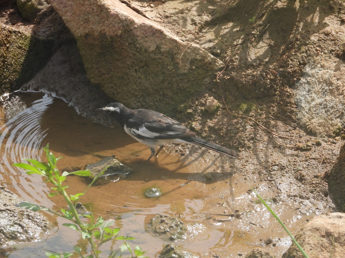 White-browed Wagtail - ML638276957