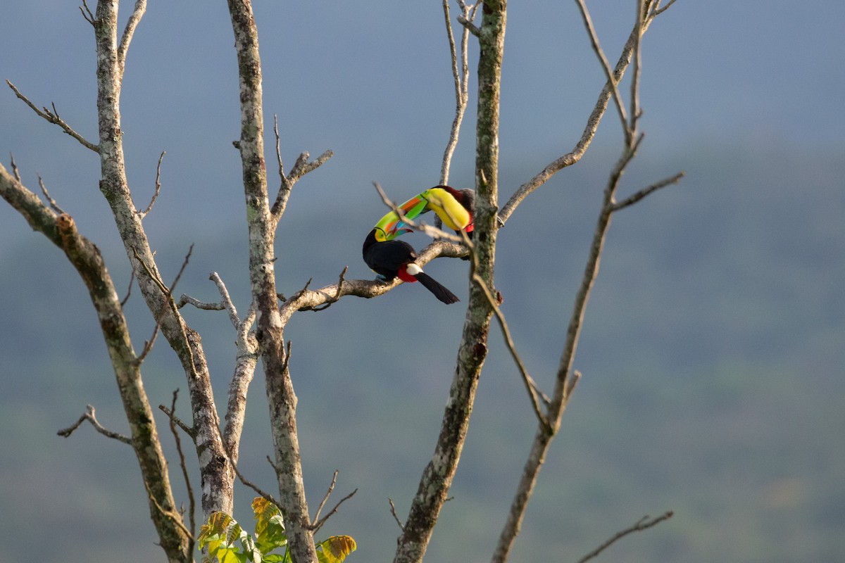 Keel-billed Toucan - ML638276963