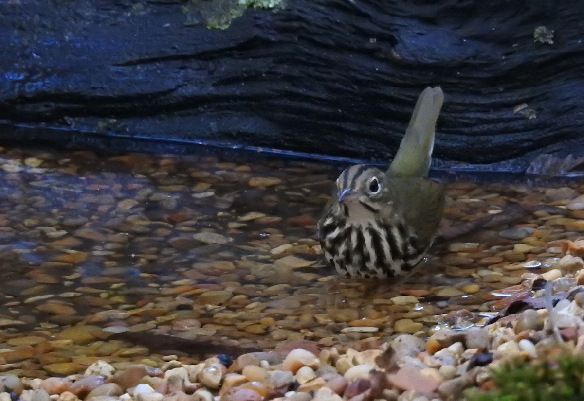 Ovenbird - ML638276969