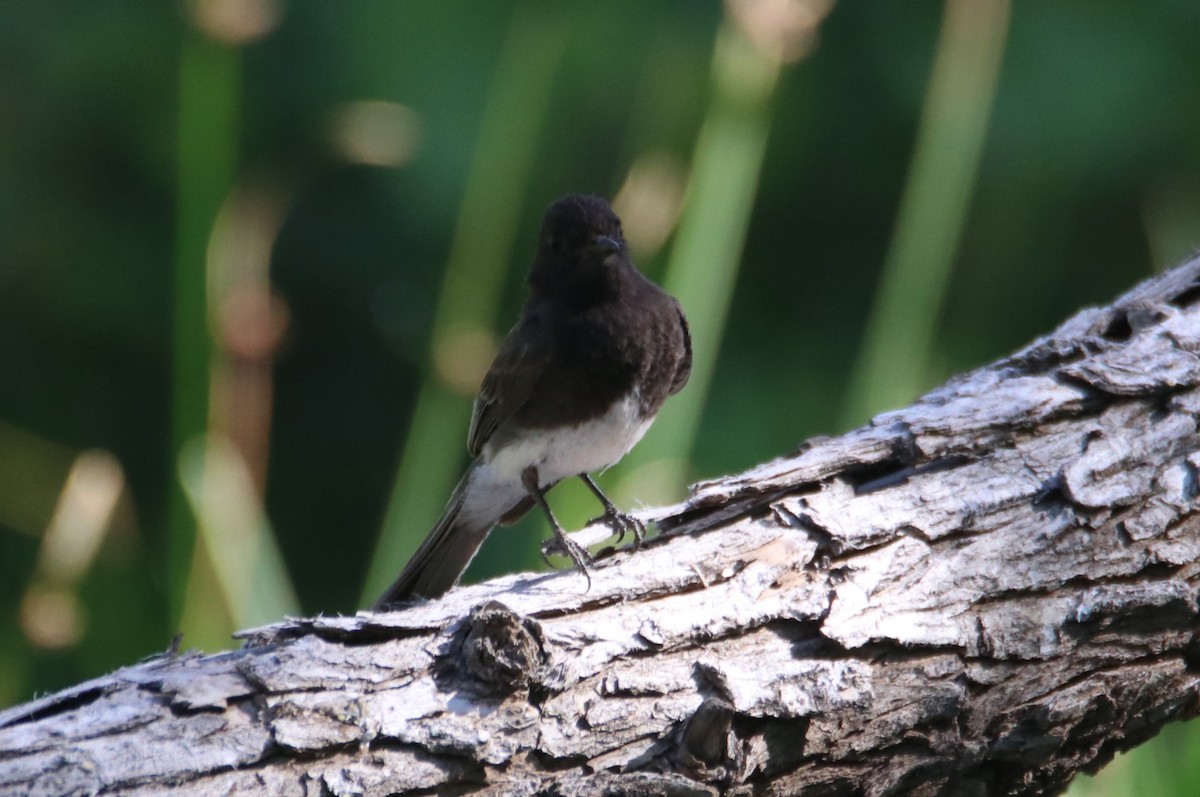 Black Phoebe - ML638276971