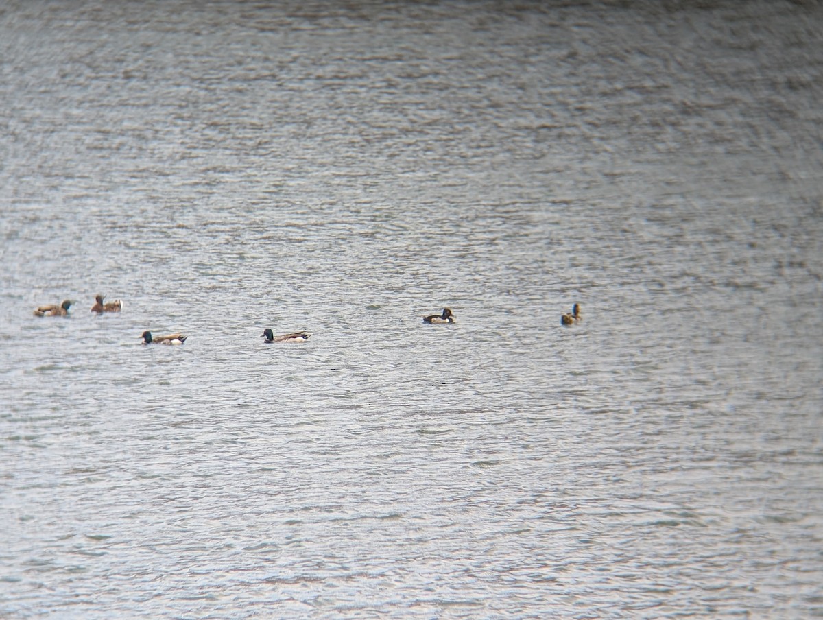 Ring-necked Duck - ML638276992