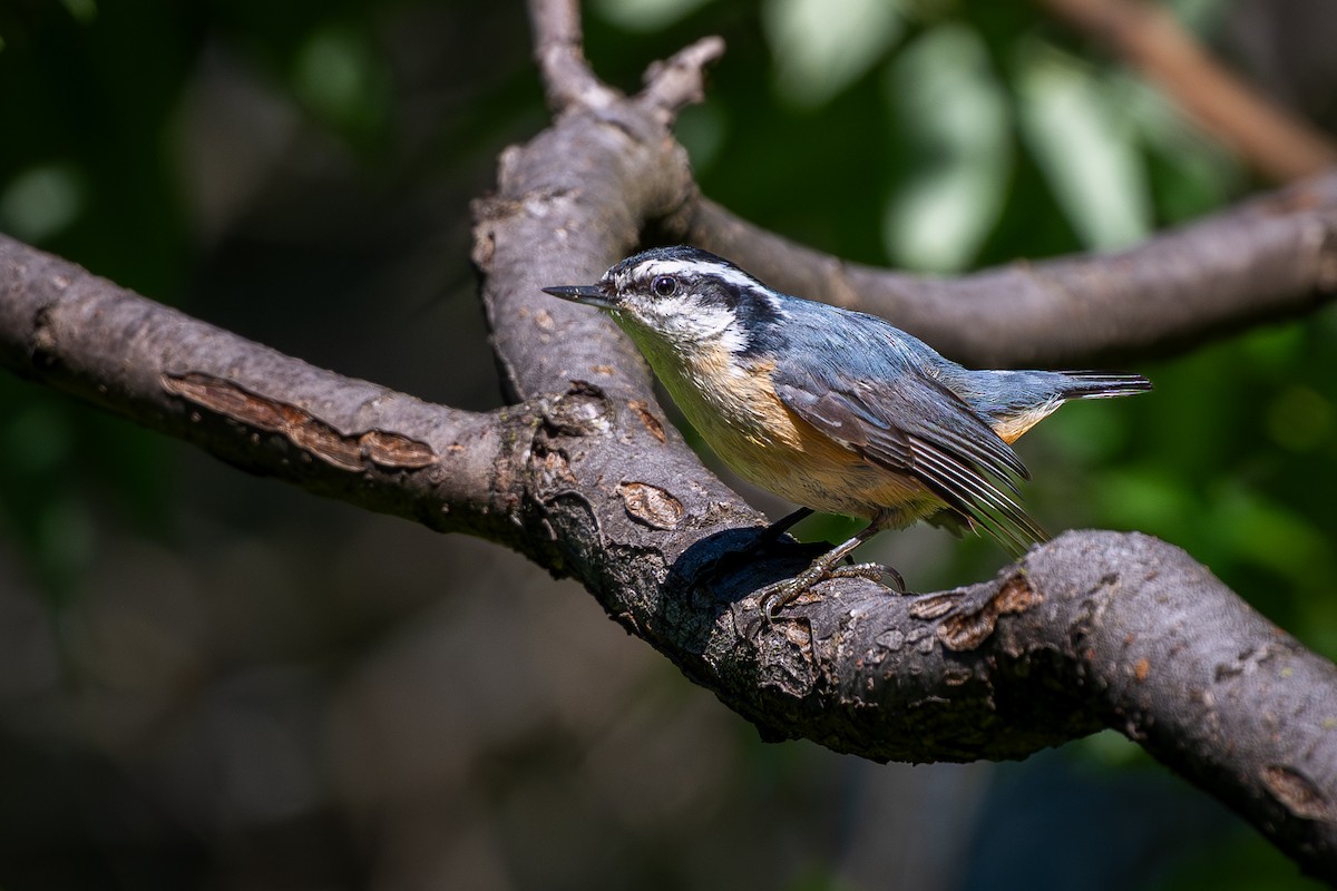 Red-breasted Nuthatch - ML638276994