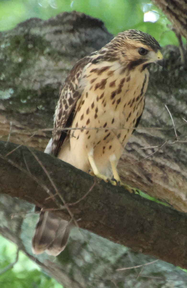 Red-shouldered Hawk - ML638276996