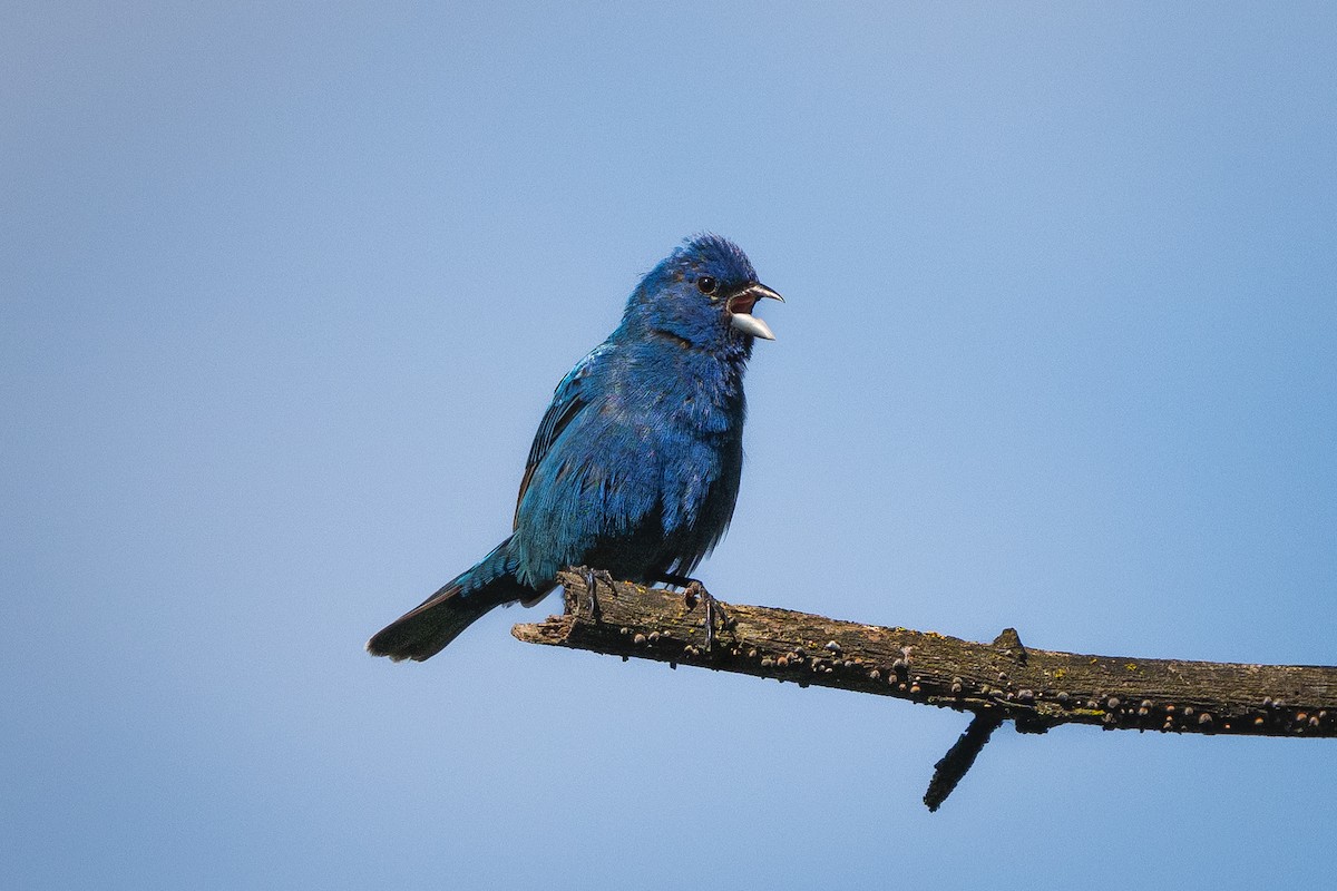 Indigo Bunting - ML638276998