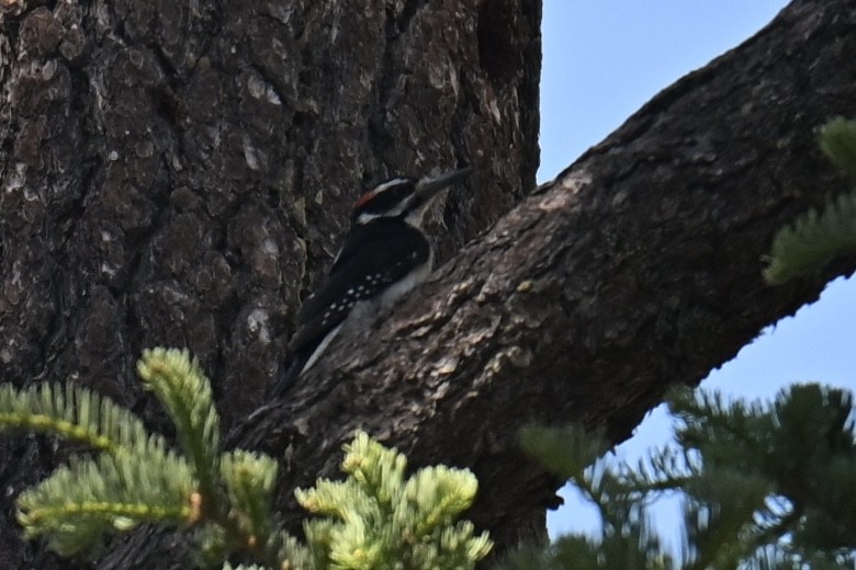 Hairy Woodpecker - ML638277002