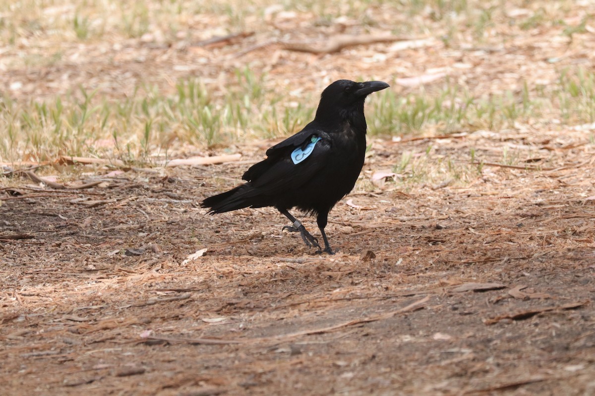Common Raven - ML638277007