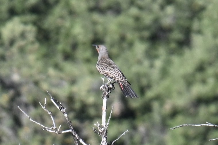 Northern Flicker - ML638277008
