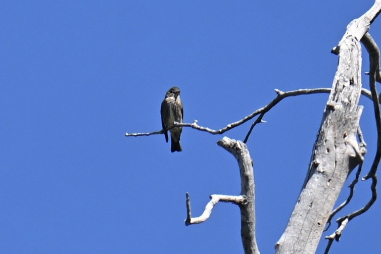 Olive-sided Flycatcher - ML638277012