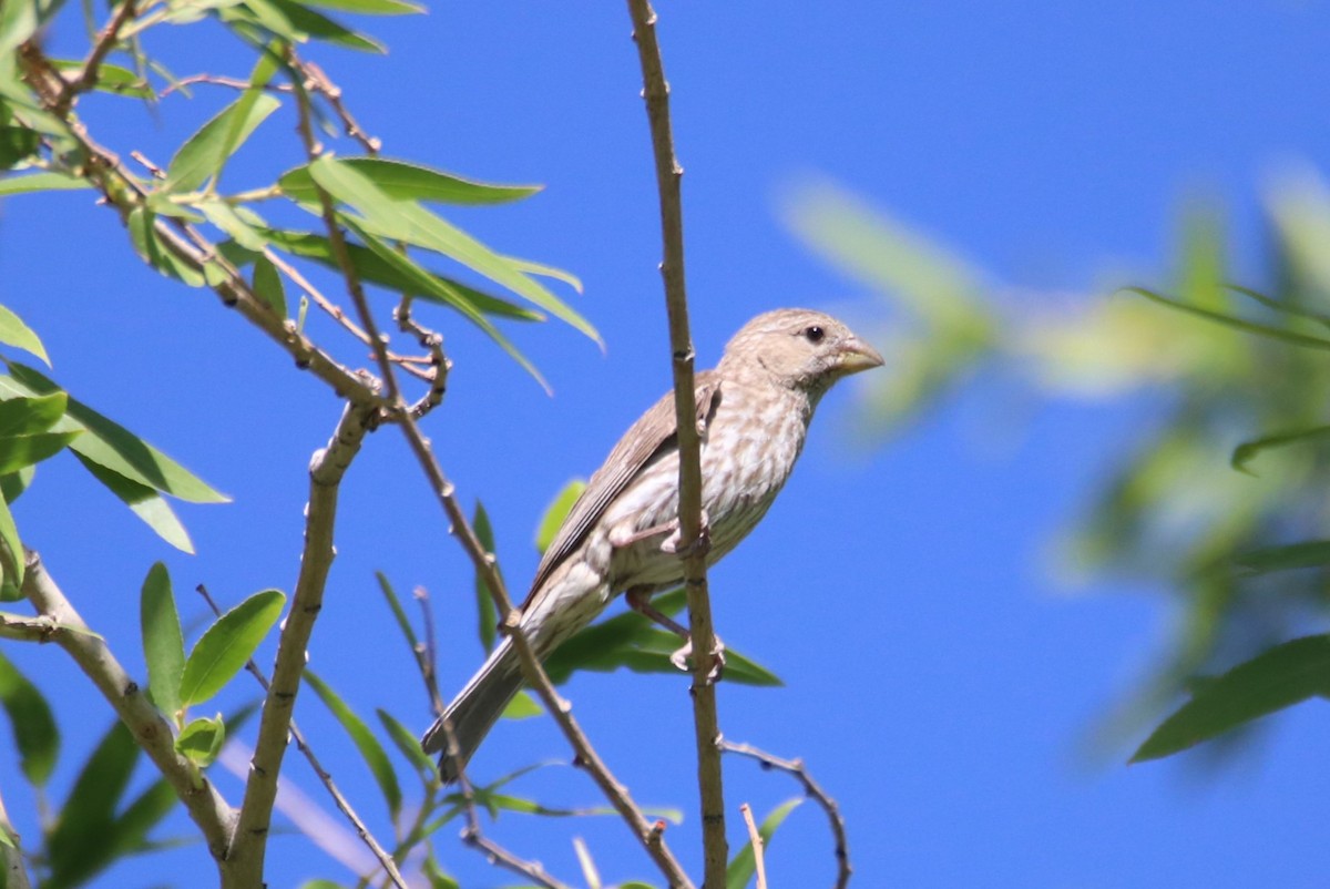House Finch - ML638277015