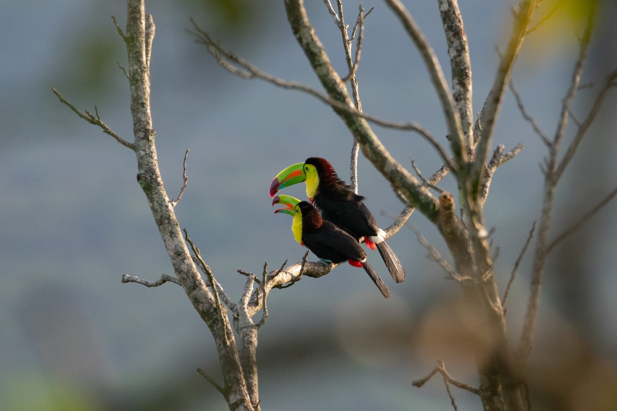 Keel-billed Toucan - ML638277019