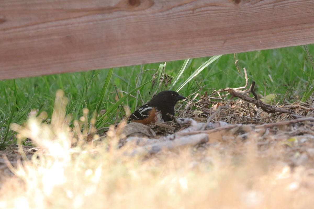 Spotted Towhee (oregonus Group) - ML638277025
