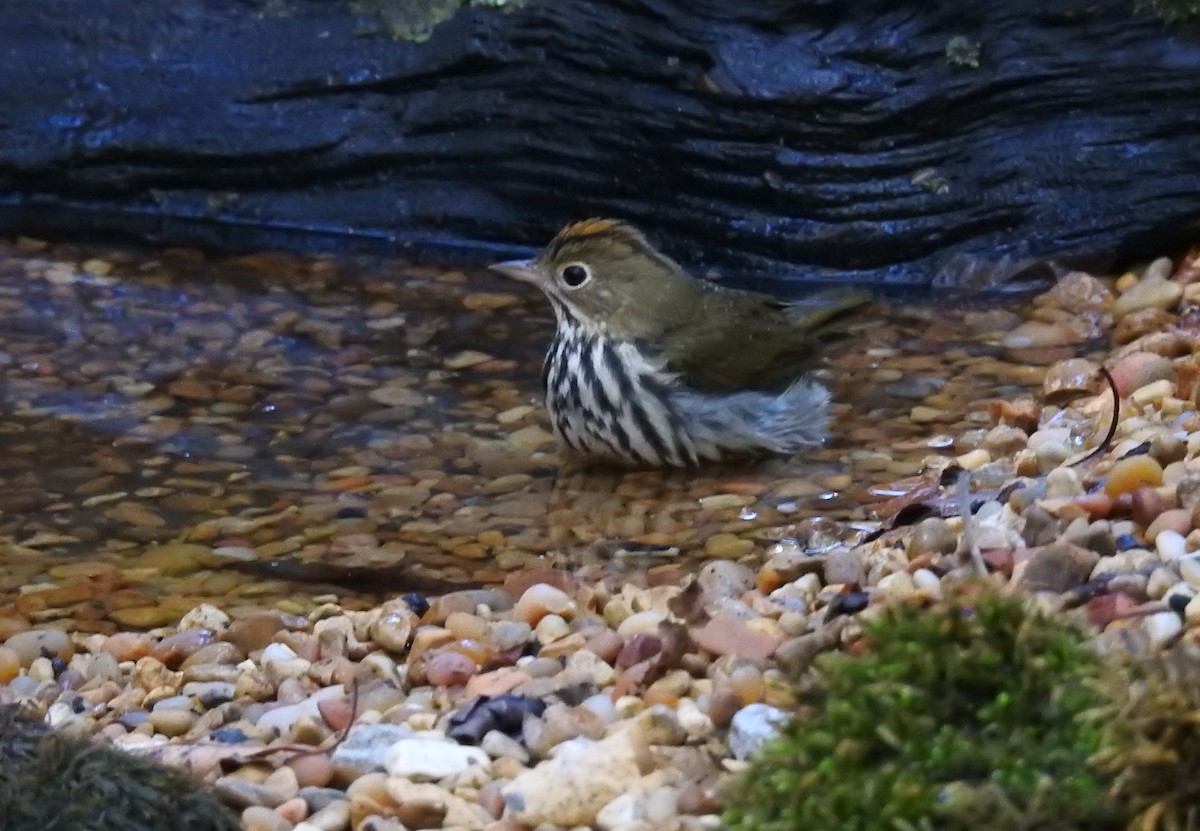 Ovenbird - ML638277026