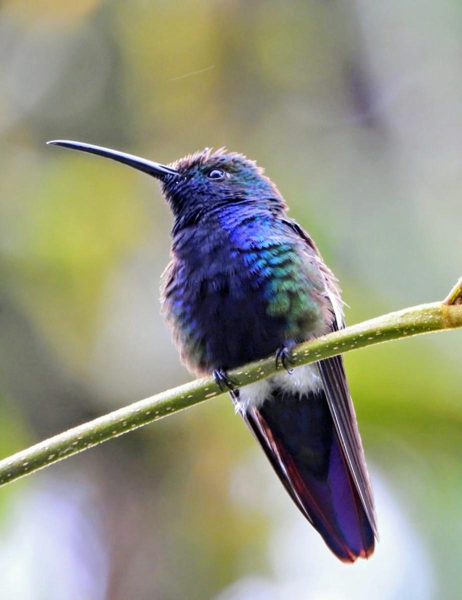 Black-throated Mango - ML638277037