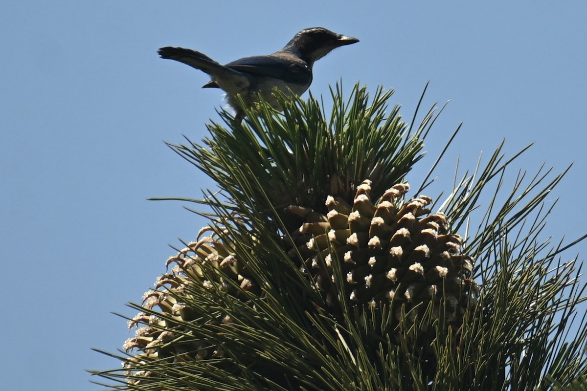California Scrub-Jay - ML638277046